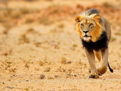 nws-st-botswana-black-maned-lion-kalahari